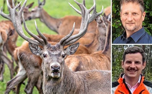 Das Geweih des Rothirsches ist eindrucksvoll. Doch es ruft auch Wilderer auf den Plan. Wie gefährlich die „Stangerlsucher“ für die Winterfütterung der Wildtiere sind, erklären Joachim Keßler (oben) und Lasse Weicht, die Forstbetriebsleiter der Bayerischen Staatsforsten von Ruhpolding und Schliersee. Fotos dpa//privat/Gerlach