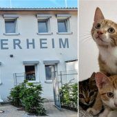 Halbe Million Euro Tierarztkosten