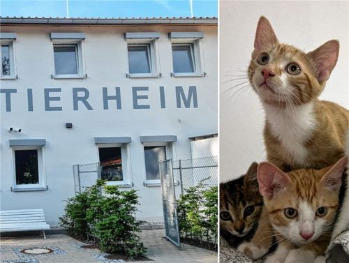 Das Rosenheimer Tierheim hat mit gestiegenen Ausgaben zu kämpfen.Foto Tierschutzverein