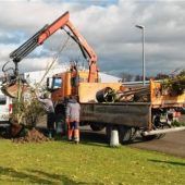 44 neue Bäume für Kolbermoor