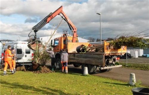Die Bäume werden im gesamten Stadtgebiet verteilt.