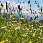 Förderung für Grünland soll Umwelt schützen