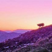 Wolf an der Priener Hütte gesichtet