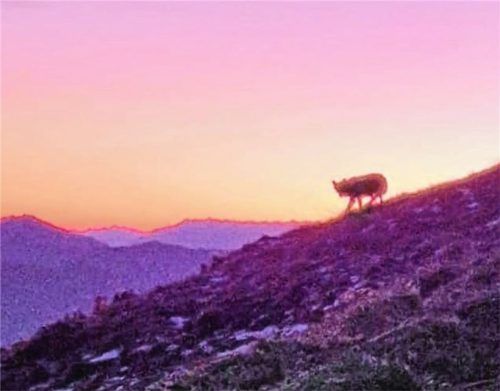 Dieser Schnappschuss machte am Wochenende die Runde: Er soll einen Wolf am Geigelstein zeigen. Für die Almbauern ist das nichts Neues. Sie wissen, dass er seit Langem sein Unwesen in den Bergen treibt. Foto Priener Hütte/
