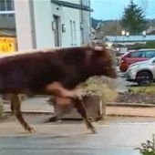 Ausgebüxter Ochse hält Polizei in Aschau und Bernau auf Trab