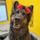 Lili ist ein Traumhund