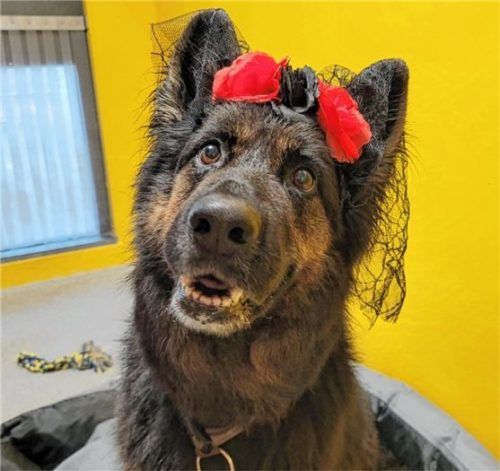 Hündin Lili ist für jeden Spaß zu haben. Foto re