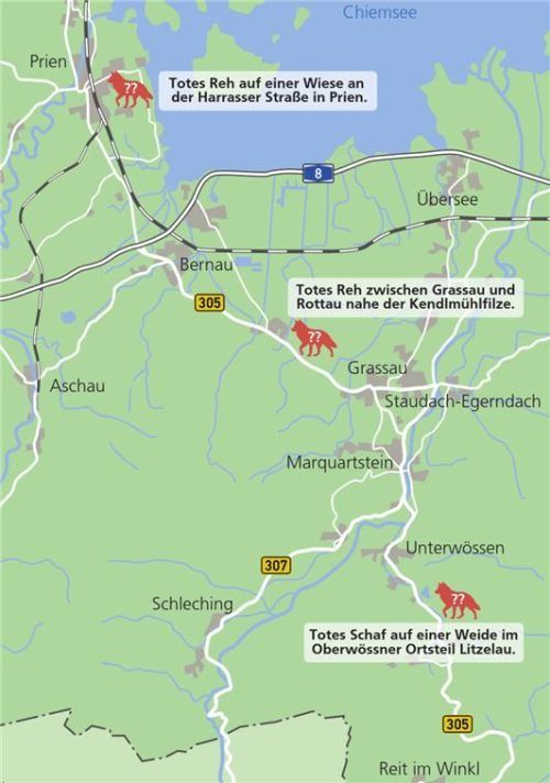 Innerhalb von zwei Tagen sind drei Meldungen über tote Tiere beim Landesamt für Umwelt eingegangen. Ein Wolf war anfangs nicht auszuschließen. Klinger