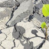 Wird Beton lebendig?