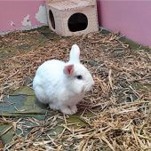 Kaninchendamefühlt sich einsam