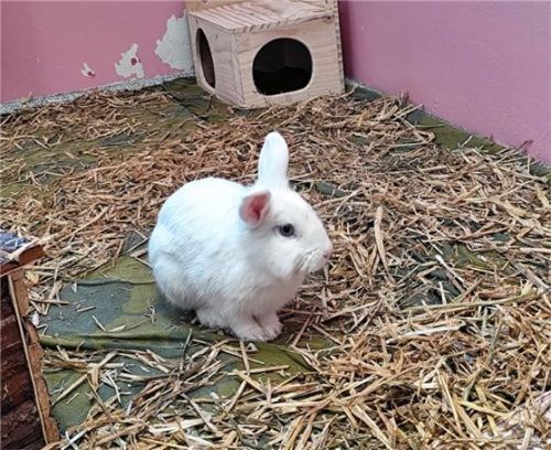 Löwenzwerg-Dame Su sucht ein neues Zuhause. Foto re