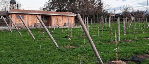Mit Obsterhaltungsgärten will der Landkreis zur Sicherung der Sortenvielfalt beitragen. Unser Bild zeigt die Anlage in Höhenmoos in der Gemeinde Rohrdorf.Foto Hadersbeck