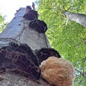 „Saustall“ mit positiven Folgen