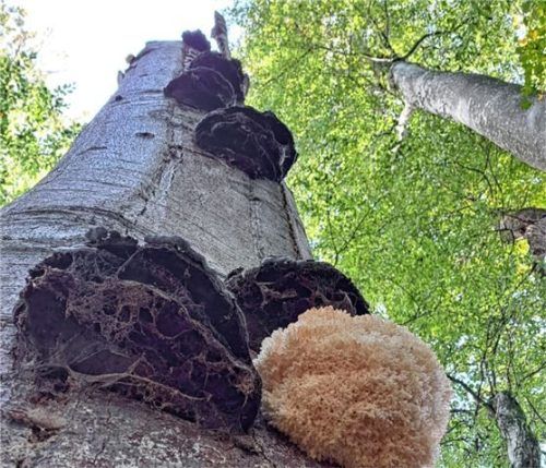 Seltener Baumpilz „Ästiger Stachelbart“ an stehendem Totholz in der Innleite als Zeichen für naturschutzfachlich wertvolle Waldbestände. Foto Stefan Gatter