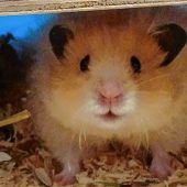 Goldhamster suchen Zuhause