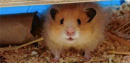 Timmy und seine Geschwister freuen sich auf ihr neues Zuhause. Foto re