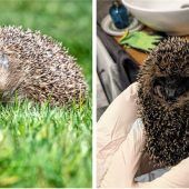 Stacheliges Wildtier in Not