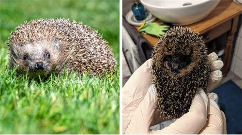 Um den Winter überstehen zu können, müssen Igel gut genährt sein. Der rechte Igel ist eindeutig zu dünn. Fotos dpa/Aberle