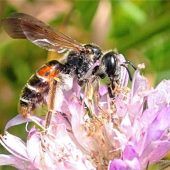 Kleine Wiese schlägt alle Rekorde