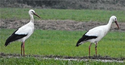 Zwei Störche suchen Nahrung im Grabenstätter Moos. Schon vor Wochen hätten sie naturgemäß zu ihrer langen Reise in den wärmeren Süden aufbrechen müssen, doch offenbar verbringen sie den Winter im Chiemgau. Foto Müller
