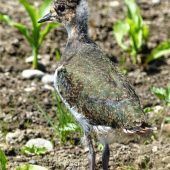 100 Jungvögel sind flügge geworden