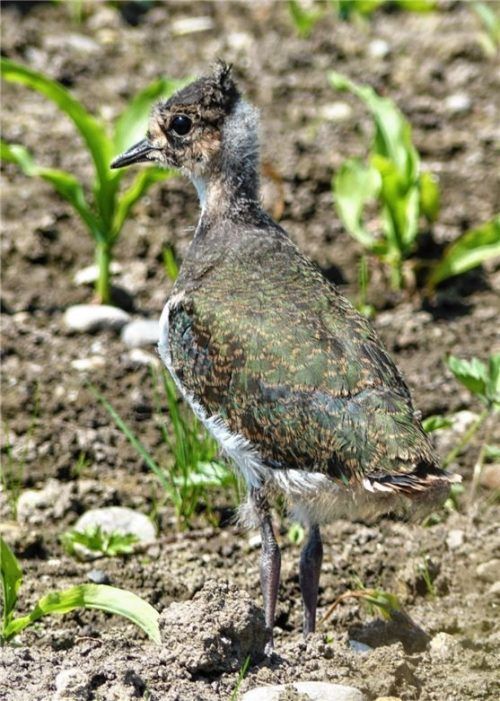 100 Kiebitz-Jungvögel sind 2024 im Landkreis Rosenheim flügge geworden. Foto Landratsamt Rosenheim.