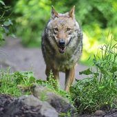 Weniger Schutz für den Wolf