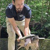 6500 Euro: Hohe Rechnung für Fund-Schildkröte