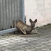 Reh im Tor: „Bambi“ verirrt sich ins Gymnasium