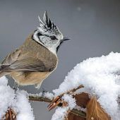 So helfen wir unseren Vögeln über den Winter