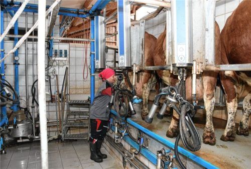 Auch am Melkstand der Mühldorfer Kreisbäuerin Heidi Schmidinger kommt es darauf an, dass die Euter ihrer Fleckvieh-Herde gut mit der Melkmaschine harmonieren. Foto  Fund