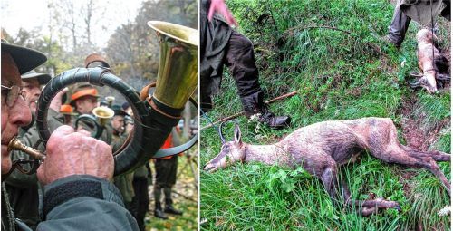 Auf zum großen Halali: Die Gams hat auch in diesem Winter keine Schonzeit. Sie darf ohne Pause gejagt werden. So hat es die Regierung von Oberbayern entschieden. Foto Symbolbild/ Imago/Thomas Frey/Elmar Gubisch
