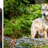 Wolf nur noch „geschützt“