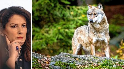 „Das war überfällig“: Ministerin Michaela Kaniber zum gesenkten Schutzstatus des Wolfes. Foto re/DPA