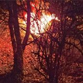 Container brennt lichterloh – War ein Böller die Ursache?