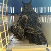 Tier-Drama in Bernau: Uhu ohne Chance