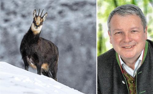 Die Gämsenbestände sind besorgniserregend gering. Deshalb fordert der Präsident des Bayerischen Jagdverbandes, Ernst Weidenbusch (rechts), eine Verkürzung der Jagdzeiten. Foto IMAGO / imagebroker