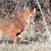 Angst vor Wildtieren? Lösung statt Abschuss