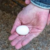 „Straußeneier“? 10000 Euro Schaden an Haus in Egerer