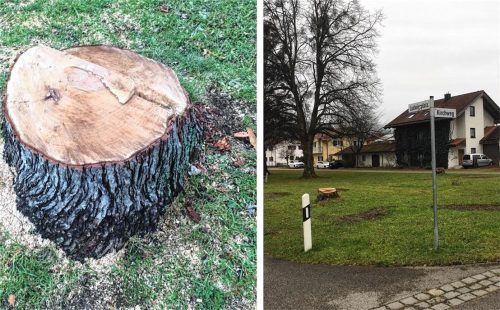 Fünf Bäume weniger: An der Ecke zwischen Ludwigsplatz und Kirchweg wurde der Silber-Ahorn gefällt. Foto Re