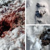 „Eingeweide und Blut“ am Sudelfeld