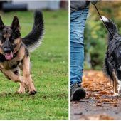 Wunsch nach Hundepark in Rosenheim