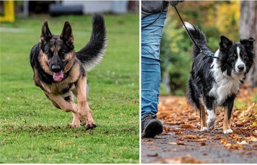 In Rosenheim wünschen sich einige Hundehalter einen Hundepark – einen speziellen Bereich, in dem Hunde ohne Leine herumlaufen können. Fotos dpa