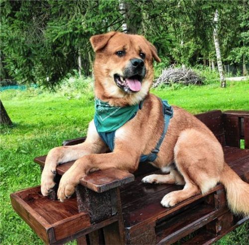 Kim ist rassetypisch ein sehr loyaler Zeitgenosse. Foto re