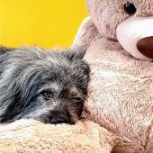 Herdenschutz-Mix „Pauli“ sucht ein Zuhause