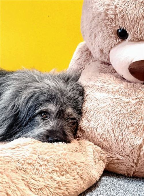 Pauli, männlich, geboren am 5. Juni 2020, wartet seit April auf neue Menschen. Foto re