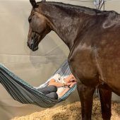 Auf Dalera wartet ein glückliches Pferdeleben