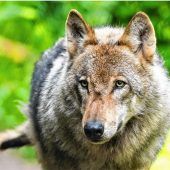 Sichtungen von Wolf und Bär beunruhigen