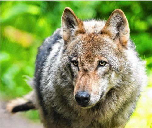 Über mehrere Monate war in der Region Rosenheim und im Chiemgau ein Wolf unterwegs. Foto Montage: dpa/picture alliance/Philipp Schulze/re/Flug
