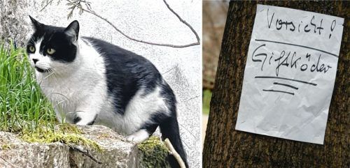 Unbekannte haben in Bernau Giftköder ausgelegt. Mehrere Katzen wurden vergiftet (Symbolbilder). Foto Collage: Hötzelsperger/ picture alliance / Florian Schuh/dpa | Florian Schuh